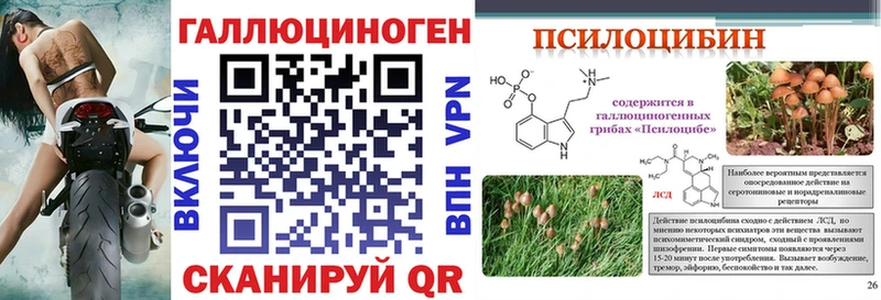 Псилоцибиновые грибы Psilocybe  Купить закладки  Асино 
